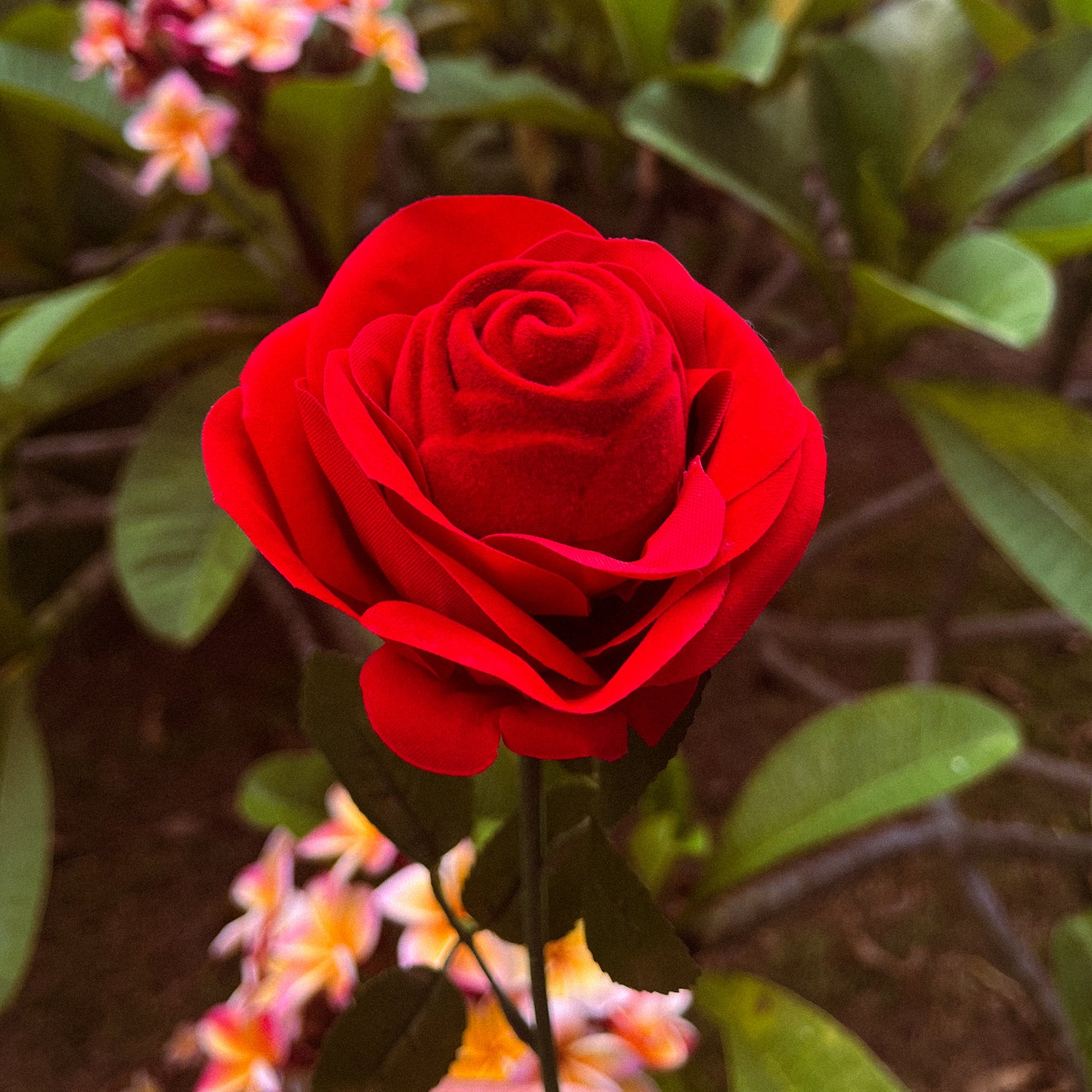 Rose rouge éternelle avec bague